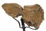 Cretaceous Crocodilian Skull Section w/ Stand - South Dakota #340099-2